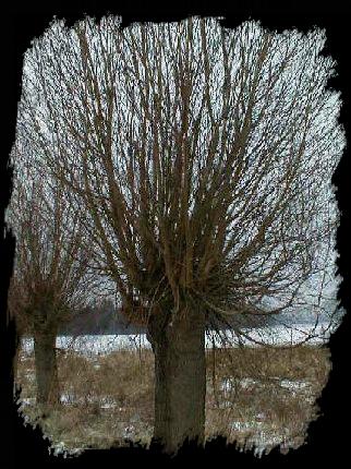 Ein Baum auf dem winterlichen Feld