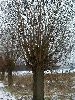 Ein Baum auf dem winterlichen Feld