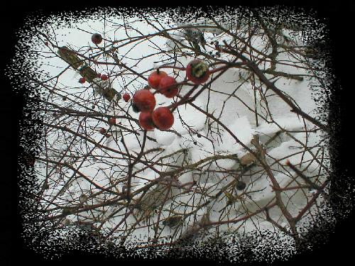 Strauch mit roten Beeren vor schneebedecktem Eis