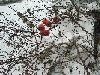 Strauch mit roten Beeren vor schneebedecktem Eis