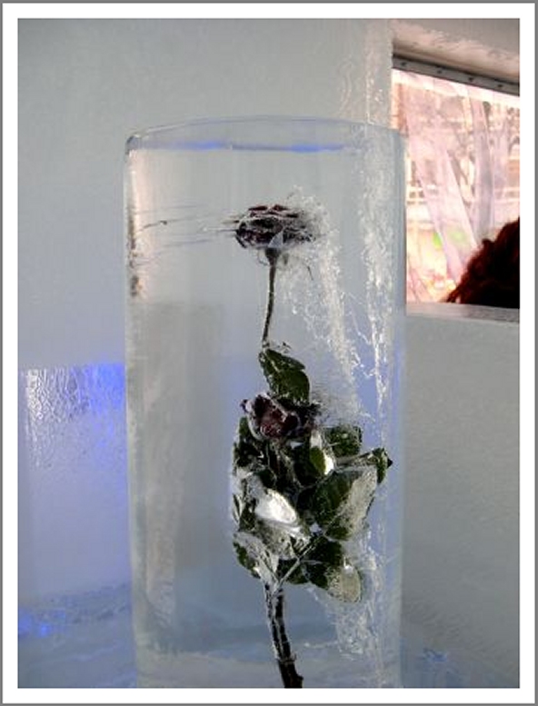 Rose in einem Eiszylinder