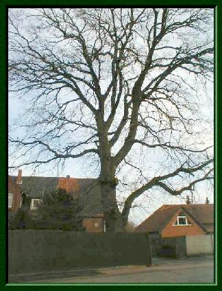 Riesiger, alter Baum am Stadtweg