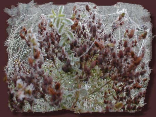 Foto: Gefrorene Spinnenfden in Struchern