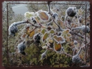 Foto: Schwarze Beeren am Strauch mit Eiskristallen