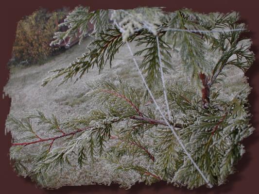 Foto: Eisfden in einer Zypresse
